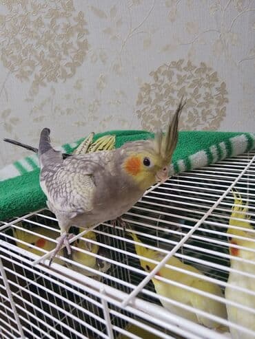 Nimfa (cockatiel) tutuquşuları - Növ: Nimfa (Nymphicus hollandicus) - lalafo.az -da Nimfa (cockatiel) tutuquşuları - Növ: Nimfa (Nymphicus hollandicus) -