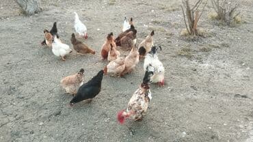 Məhsul: Tovuq sürüsü (qarışıq cinslər) Təsvir: - Həyət şəraitində lalafo.az -da Məhsul: Tovuq sürüsü (qarışıq cinslər) Təsvir: - Həyət şəraitində