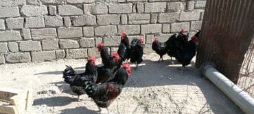 Qara rəngli kənd toyuqları və xoruzlar - Qrup şəkilində qara tüklü lalafo.az -da Qara rəngli kənd toyuqları və xoruzlar - Qrup şəkilində qara tüklü