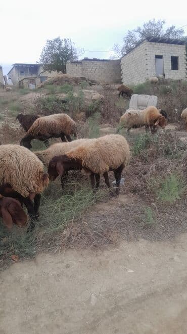Qoyun sürüsü – 10 balı qoyundu iri balayla bir qoç quzular iridi lalafo.az -da Qoyun sürüsü – 10 balı qoyundu iri balayla bir qoç quzular iridi