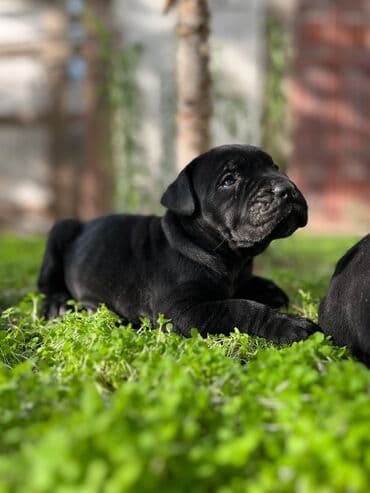 Kane-Korso, 1 ay, Erkek, Peyvəndli, Ünvandan götürmə lalafo.az -da Kane-Korso, 1 ay, Erkek, Peyvəndli, Ünvandan götürmə