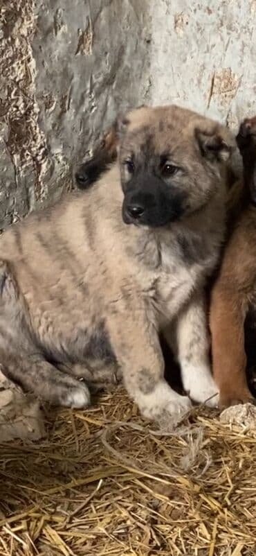 Qurdbasar lalafo.az -da Qurdbasar