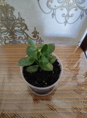 Pul ağacı. Krassula.Whatsapp lalafo.az -da Pul ağacı. Krassula.Whatsapp