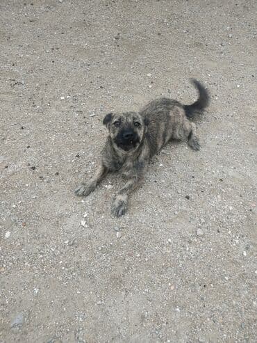 Zvonok, 1 il, Dişi lalafo.az -da Zvonok, 1 il, Dişi