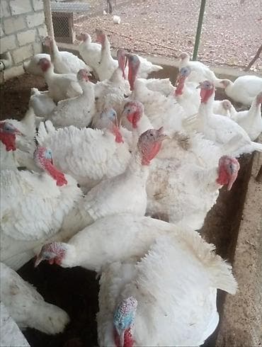 Ağ Kanada hinduşkası yumurtaları. Tam mayalıdı. Ətlik sortdu.15 - 17 lalafo.az -da Ağ Kanada hinduşkası yumurtaları. Tam mayalıdı. Ətlik sortdu.15 - 17