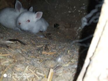 Hədiyyəlik təcili əsil natura karlik dovşanlar satılır ucuz qiymətə lalafo.az -da Hədiyyəlik təcili əsil natura karlik dovşanlar satılır ucuz qiymətə
