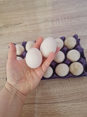 Təmiz qan Pekin ördeyi mayalı yumurtası lalafo.az -da Təmiz qan Pekin ördeyi mayalı yumurtası