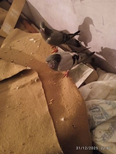 Salam hazir hundur ayaq goy kemer satlir 15 tuk hec bir problemi yoxdu lalafo.az -da Salam hazir hundur ayaq goy kemer satlir 15 tuk hec bir problemi yoxdu