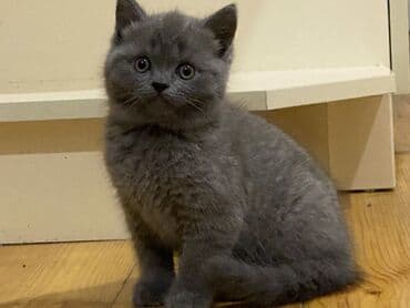 Britan, Erkək, Yaxşı əllərə, Pulsuz çatdırılma, Ödənişli çatdırılma, Ünvandan götürmə lalafo.az -da Britan, Erkək, Yaxşı əllərə, Pulsuz çatdırılma, Ödənişli çatdırılma, Ünvandan götürmə