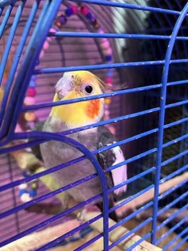 Tam saglam quşlar 1 eded 35 azn lalafo.az -da Tam saglam quşlar 1 eded 35 azn