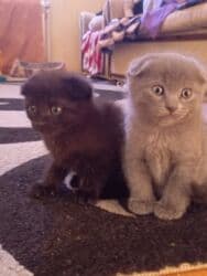 İnformatika: Şotland, Erkək, Dişi, Ünvandan götürmə, Ödənişli çatdırılma lalafo.az -da — 3 İnformatika: Şotland, Erkək, Dişi, Ünvandan götürmə, Ödənişli çatdırılma — 3