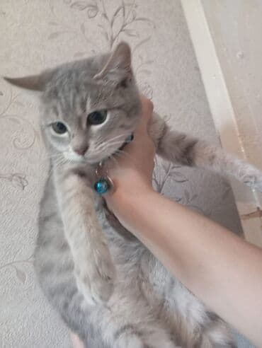 Tabbi, Dişi, Yaxşı əllərə, Pulsuz çatdırılma lalafo.az -da Tabbi, Dişi, Yaxşı əllərə, Pulsuz çatdırılma