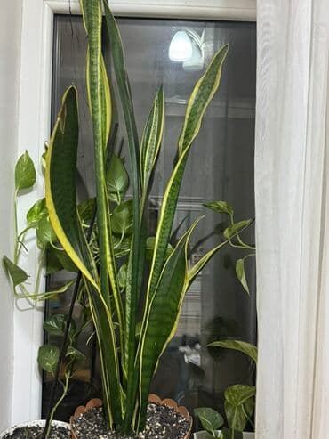 Sansevieria “Laurentii” (Ananın dili) – dekorativ otaq bitkisi - lalafo.az -da Sansevieria “Laurentii” (Ananın dili) – dekorativ otaq bitkisi -