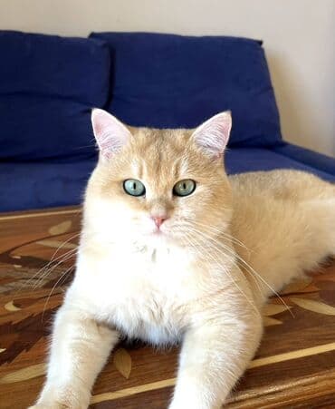 Qızıl şinşilla, Erkək, Cütləşmə üçün lalafo.az -da Qızıl şinşilla, Erkək, Cütləşmə üçün