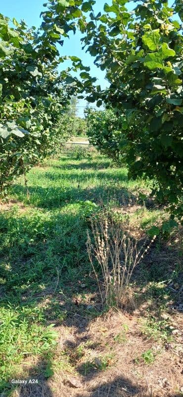 Kənd təsərrüfatı lalafo.az -da Kənd təsərrüfatı