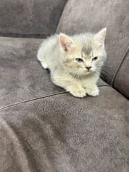 Şinşilla, Dişi, Yaxşı əllərə, Ünvandan götürmə lalafo.az -da Şinşilla, Dişi, Yaxşı əllərə, Ünvandan götürmə