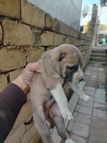 Qurdbasar, Dişi, Pulsuz çatdırılma lalafo.az -da Qurdbasar, Dişi, Pulsuz çatdırılma
