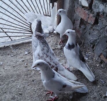 Goyercin iran qus Iran quslari miz kekil 2 erkey 3 maya qizgin lalafo.az -da Goyercin iran qus Iran quslari miz kekil 2 erkey 3 maya qizgin