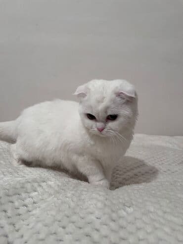 Şotland yastı qulaq, Dişi lalafo.az -da Şotland yastı qulaq, Dişi