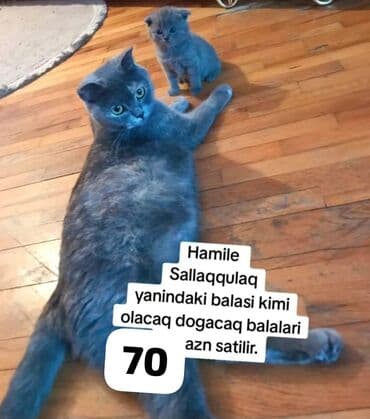 Britan, Dişi, Yaxşı əllərə, Ödənişli çatdırılma lalafo.az -da Britan, Dişi, Yaxşı əllərə, Ödənişli çatdırılma