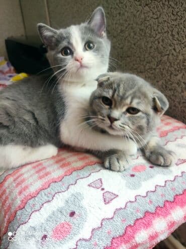 Şotland, Dişi, Ünvandan götürmə lalafo.az -da Şotland, Dişi, Ünvandan götürmə