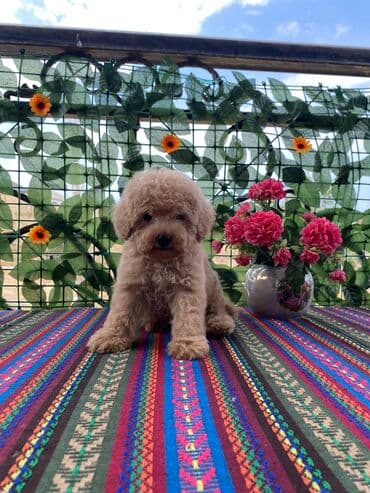 Pudel, 2 ay, Erkek, Peyvəndli, Ünvandan götürmə lalafo.az -da Pudel, 2 ay, Erkek, Peyvəndli, Ünvandan götürmə