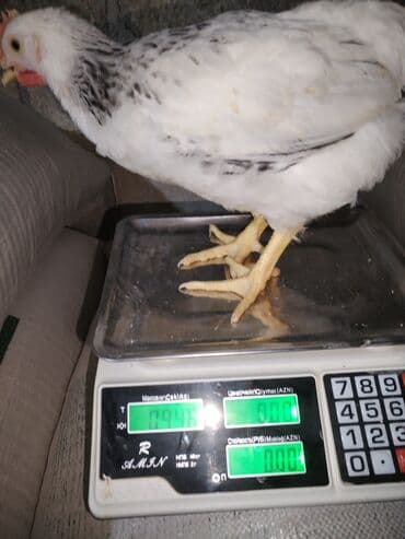 Бусы: Электронные at lalafo.az — 4 Бусы: Электронные — 4