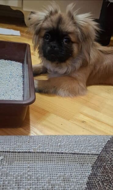 Pekines, 7 ay, Peyvəndli lalafo.az -da Pekines, 7 ay, Peyvəndli