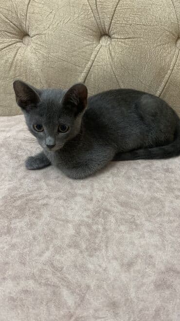 Rus mavi, Erkək, Yaxşı əllərə, Ünvandan götürmə lalafo.az -da Rus mavi, Erkək, Yaxşı əllərə, Ünvandan götürmə