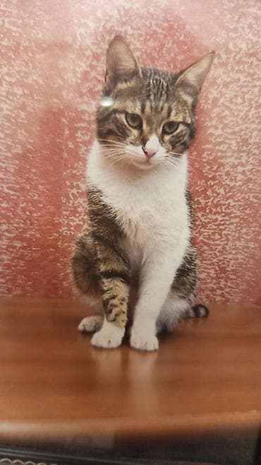 Tabbi, Yaxşı əllərə lalafo.az -da Tabbi, Yaxşı əllərə