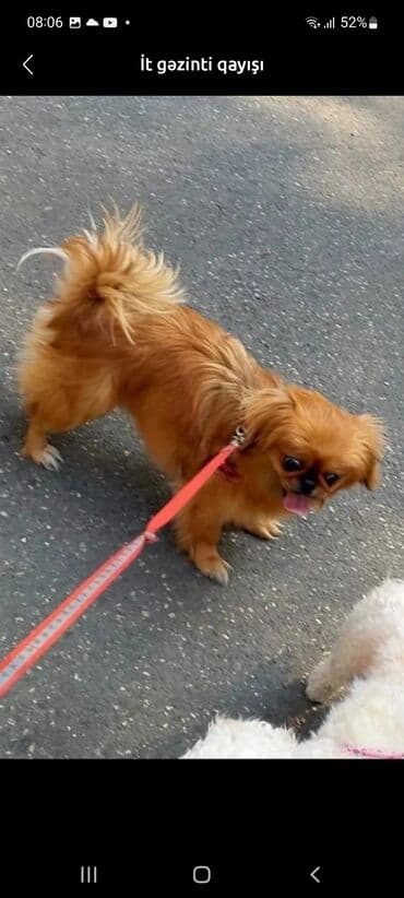 Məhsul: İt gəzinti qayışı - Rəng: Parlaq narıncı (reflektor zolaqlı lalafo.az -da Məhsul: İt gəzinti qayışı - Rəng: Parlaq narıncı (reflektor zolaqlı