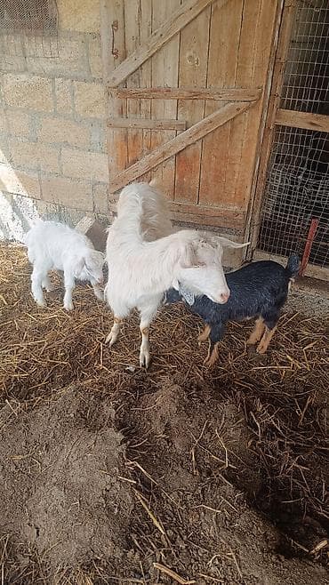 Satılır: ana keçi balaları ilə - Növ: Sanny - Rəng: ana – ağ; lalafo.az -da Satılır: ana keçi balaları ilə - Növ: Sanny - Rəng: ana – ağ;