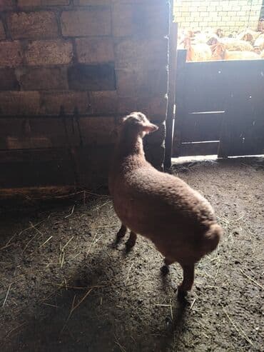 Qoyun – ətlik və damazlıq üçün - Cins: yerli, quyruqlu ətlik tip - lalafo.az -da Qoyun – ətlik və damazlıq üçün - Cins: yerli, quyruqlu ətlik tip -