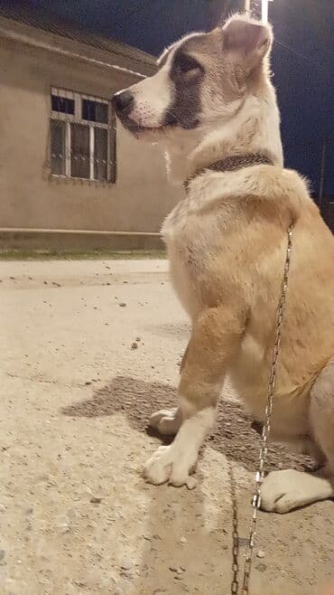 Alabay, 5 ay, Erkek, Peyvəndli, Ünvandan götürmə lalafo.az -da Alabay, 5 ay, Erkek, Peyvəndli, Ünvandan götürmə