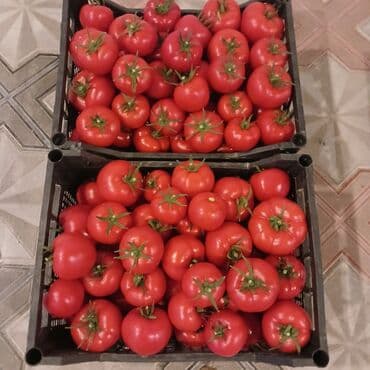 Təzə, ətirli pomidorlar – qutularda - Növ: Dairəvi, klassik salat lalafo.az -da Təzə, ətirli pomidorlar – qutularda - Növ: Dairəvi, klassik salat