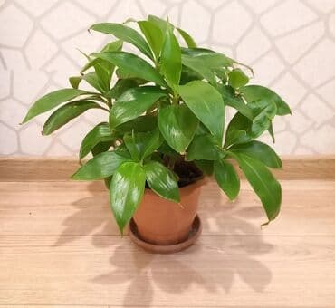 Otaq Bitkisi, hər biri 15azn
Ünvan Əhmədli
Çatdırılma Metro Sos 2azn lalafo.az -da Otaq Bitkisi, hər biri 15azn
Ünvan Əhmədli
Çatdırılma Metro Sos 2azn