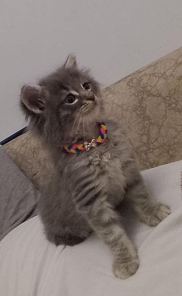 Boz tüklü, uzun tüklü balaca pişik balası. Gözləri iri, baxışları lalafo.az -da Boz tüklü, uzun tüklü balaca pişik balası. Gözləri iri, baxışları