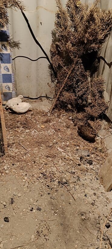 Bildircinler 6 denedi 1 erkey 5 disi tam saglam heyvanlardi baxa lalafo.az -da Bildircinler 6 denedi 1 erkey 5 disi tam saglam heyvanlardi baxa