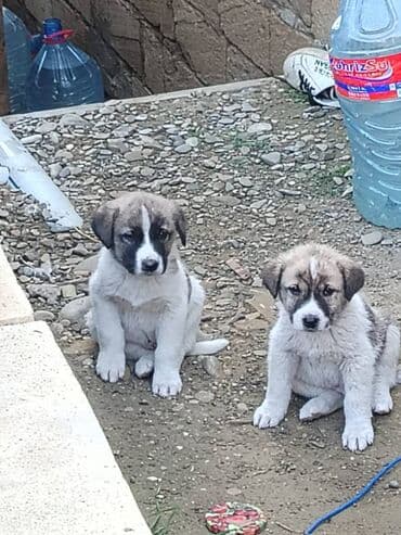 Qurdbasar, 1 ay, Erkek, Ödənişli çatdırılma lalafo.az -da Qurdbasar, 1 ay, Erkek, Ödənişli çatdırılma