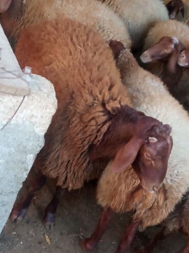 Qoyun sürüsü – ət və yun istiqamətli - Şəkillərdə qulaqları sallanan lalafo.az -da Qoyun sürüsü – ət və yun istiqamətli - Şəkillərdə qulaqları sallanan