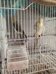 Başlıq: Papuqaylar satılır – qəfəs qarışıq, yanında yem də verilir lalafo.az -da — 1 Başlıq: Papuqaylar satılır – qəfəs qarışıq, yanında yem də verilir — 1