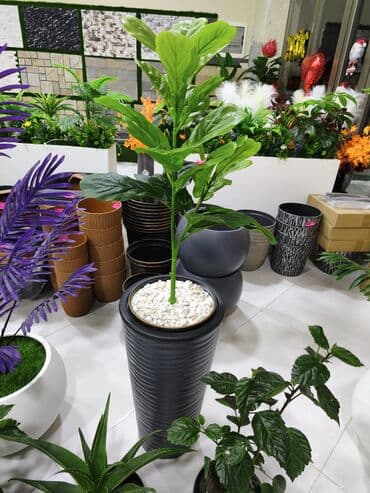 Dekorativ otaq bitkisi ilə hündür qapalı qazan seti - Bitki: iri lalafo.az -da Dekorativ otaq bitkisi ilə hündür qapalı qazan seti - Bitki: iri
