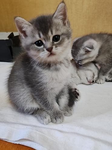 Britan lalafo.az -da Britan