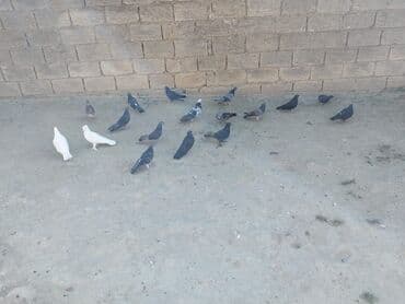 Kom quşlar satılır 3 manatdan real alıcılar əlaqə saxlasın 18denedi lalafo.az -da Kom quşlar satılır 3 manatdan real alıcılar əlaqə saxlasın 18denedi