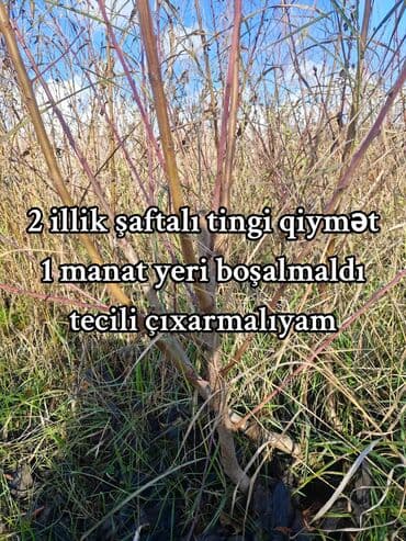2 illik şaftalı tingleri satılır keçen il başların vurmuşam tinglerin lalafo.az -da 2 illik şaftalı tingleri satılır keçen il başların vurmuşam tinglerin