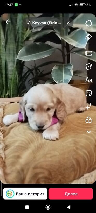 Koker spaniyel, 1 ay, Dişi, Sənədli, Ödənişli çatdırılma, Ünvandan götürmə, Pulsuz çatdırılma lalafo.az -da Koker spaniyel, 1 ay, Dişi, Sənədli, Ödənişli çatdırılma, Ünvandan götürmə, Pulsuz çatdırılma