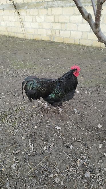 Safqanlı xoruz - Rəng: tam qara, tükdə yaşıl-bənövşəyi parıltı - lalafo.az -da Safqanlı xoruz - Rəng: tam qara, tükdə yaşıl-bənövşəyi parıltı -