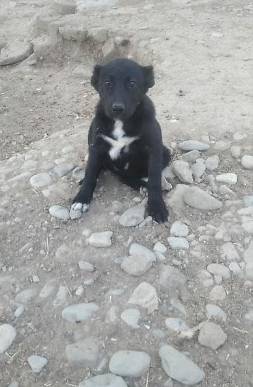 1 ay, Dişi lalafo.az -da 1 ay, Dişi