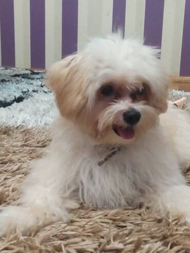 Malta bolonka, 6 ay, Erkek, Peyvəndli, Ödənişli çatdırılma lalafo.az -da Malta bolonka, 6 ay, Erkek, Peyvəndli, Ödənişli çatdırılma