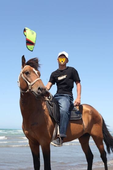 PrakatDəniz kənarında at gəzintisi xidməti - Gözəl çimərlik mənzərəsi lalafo.az -da PrakatDəniz kənarında at gəzintisi xidməti - Gözəl çimərlik mənzərəsi